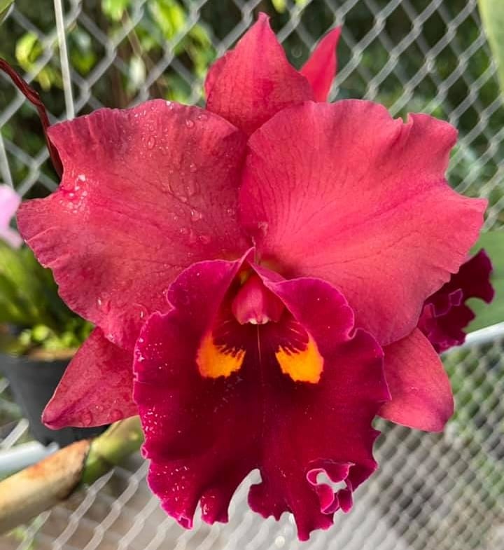 Cattleya Chief Emperor 'Red Tomato'