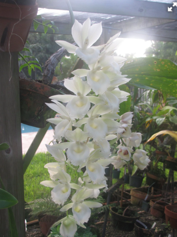 Clowesetum Raymond Lerner "Memoria Phyliss Lerner"