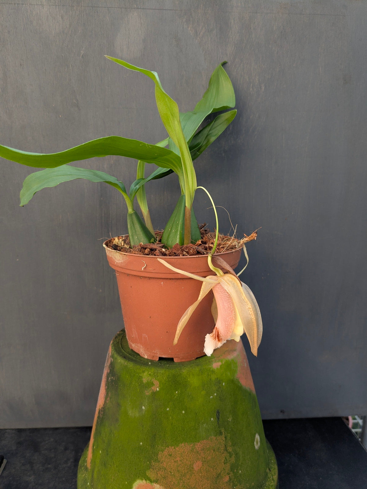 Coelogyne speciosa