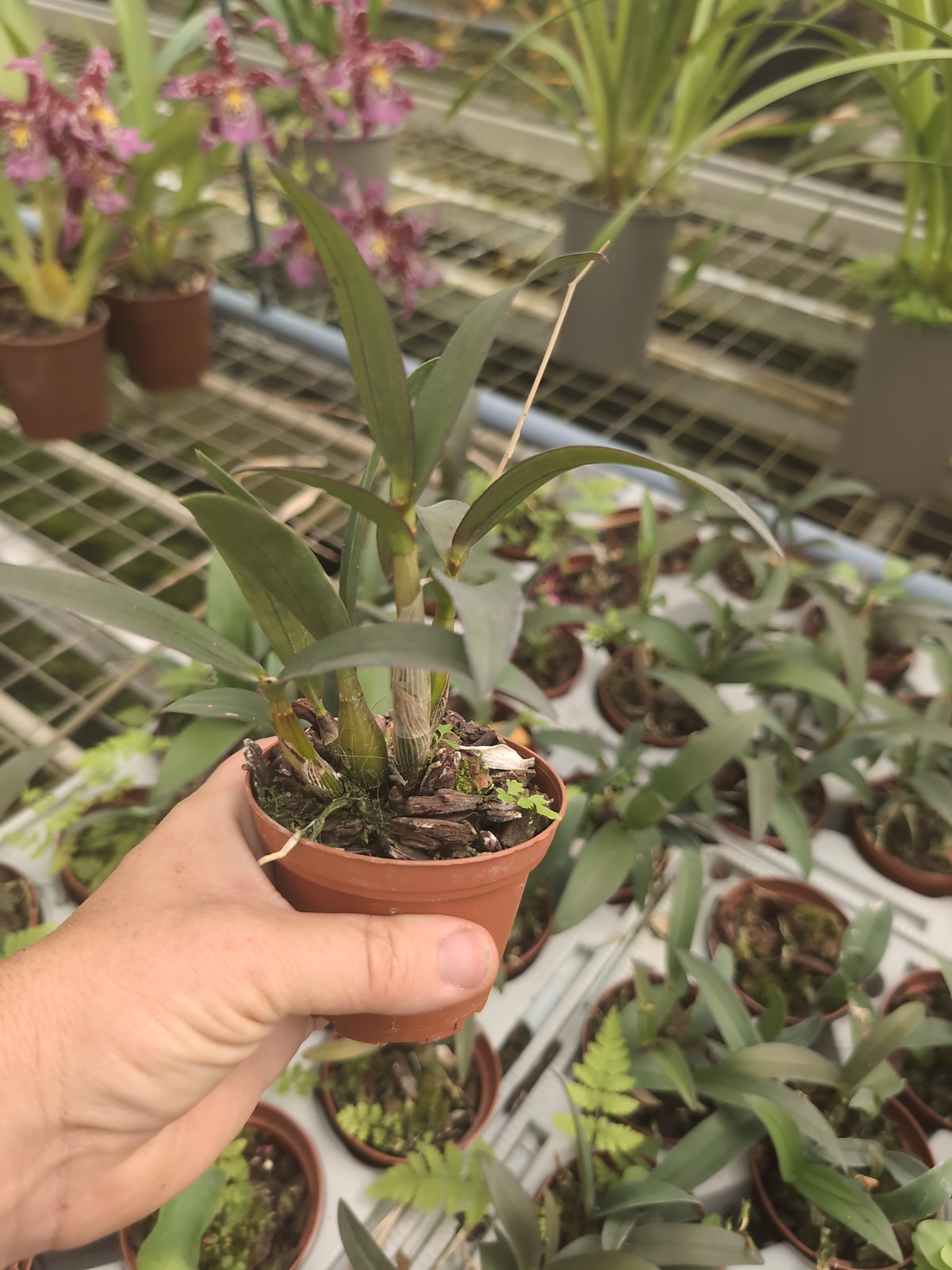 Dendrobium kingianum