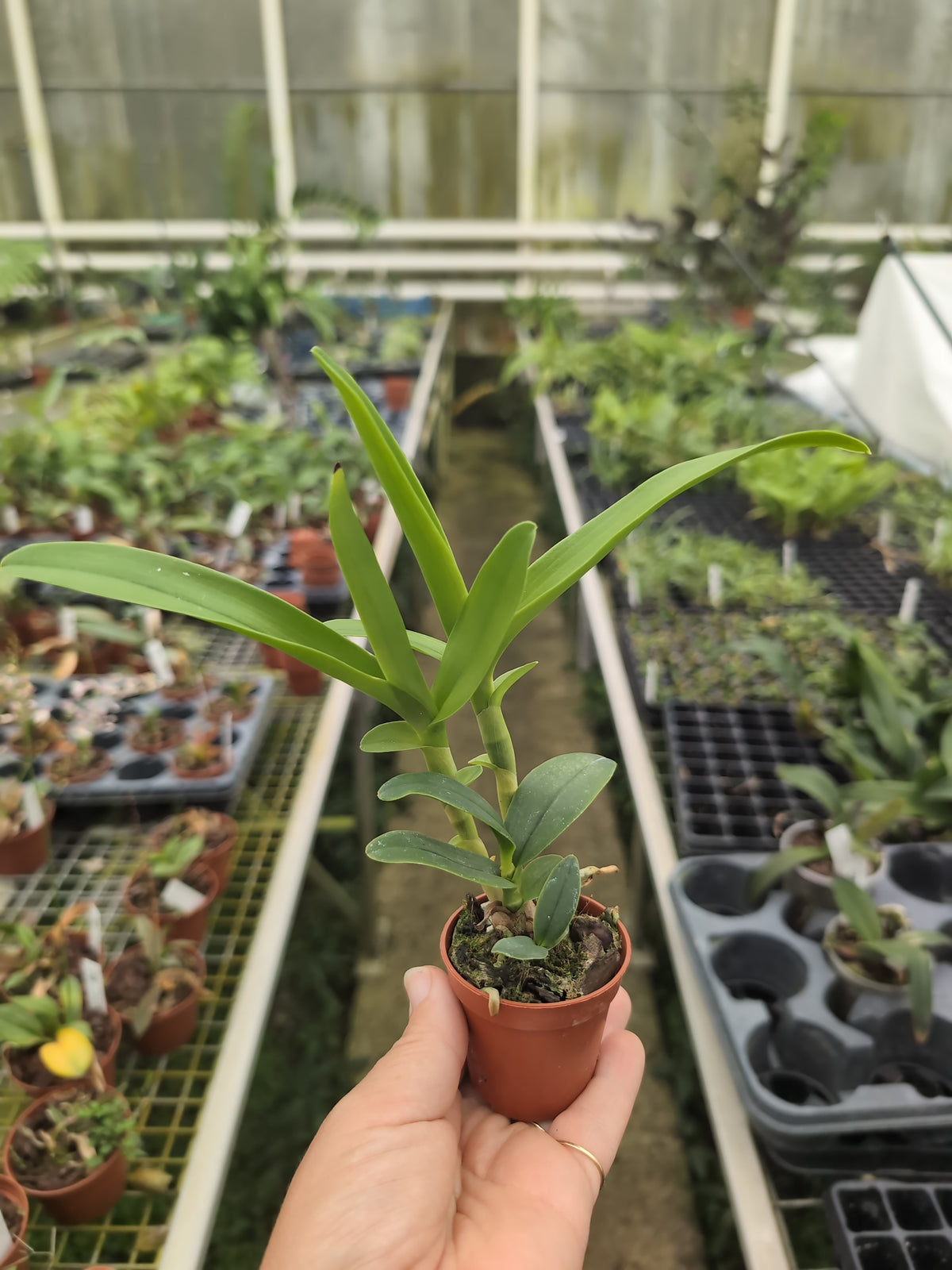 Epidendrum ciliare