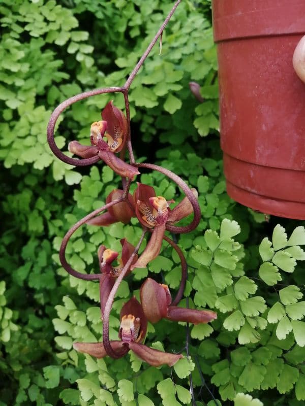 Gongora galeata