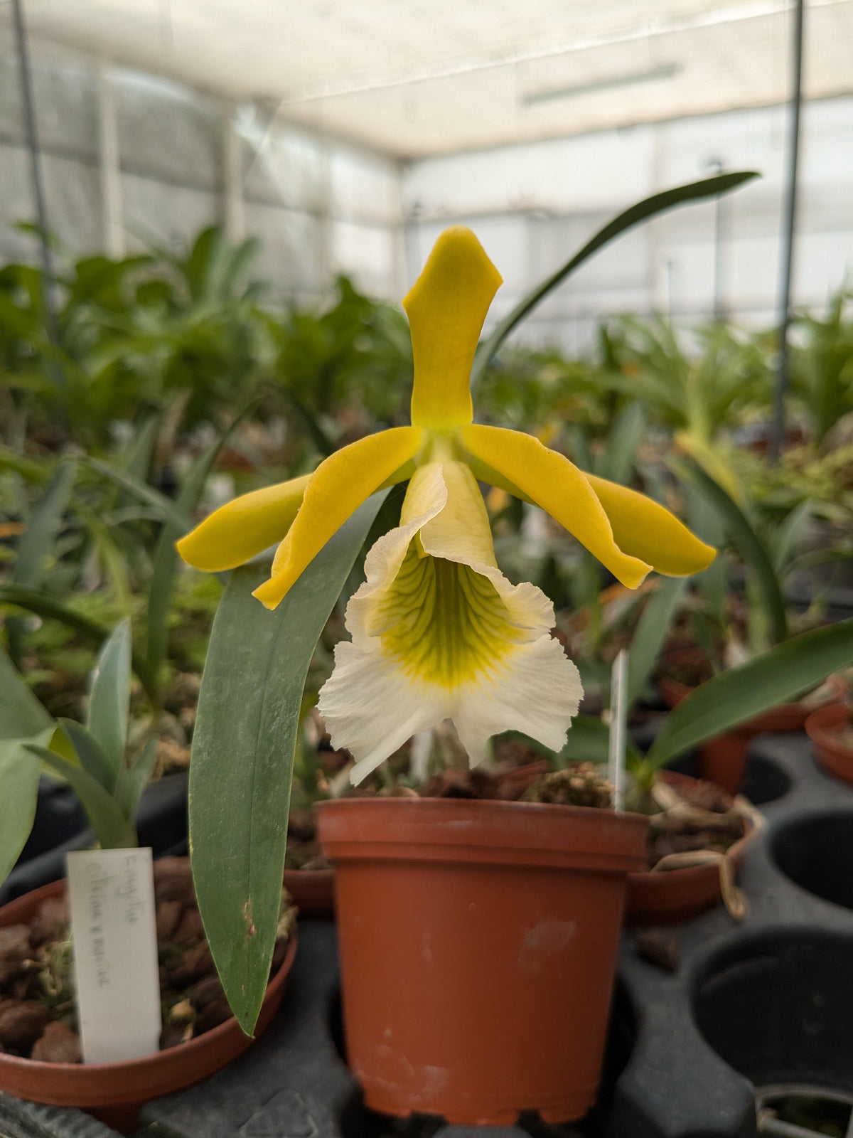 Prosthechea Marina