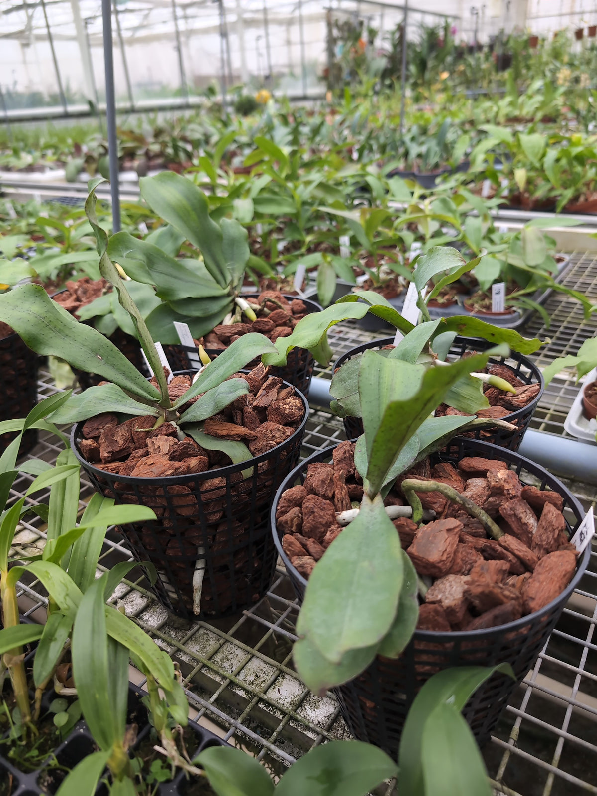 Aerangis kotschyana