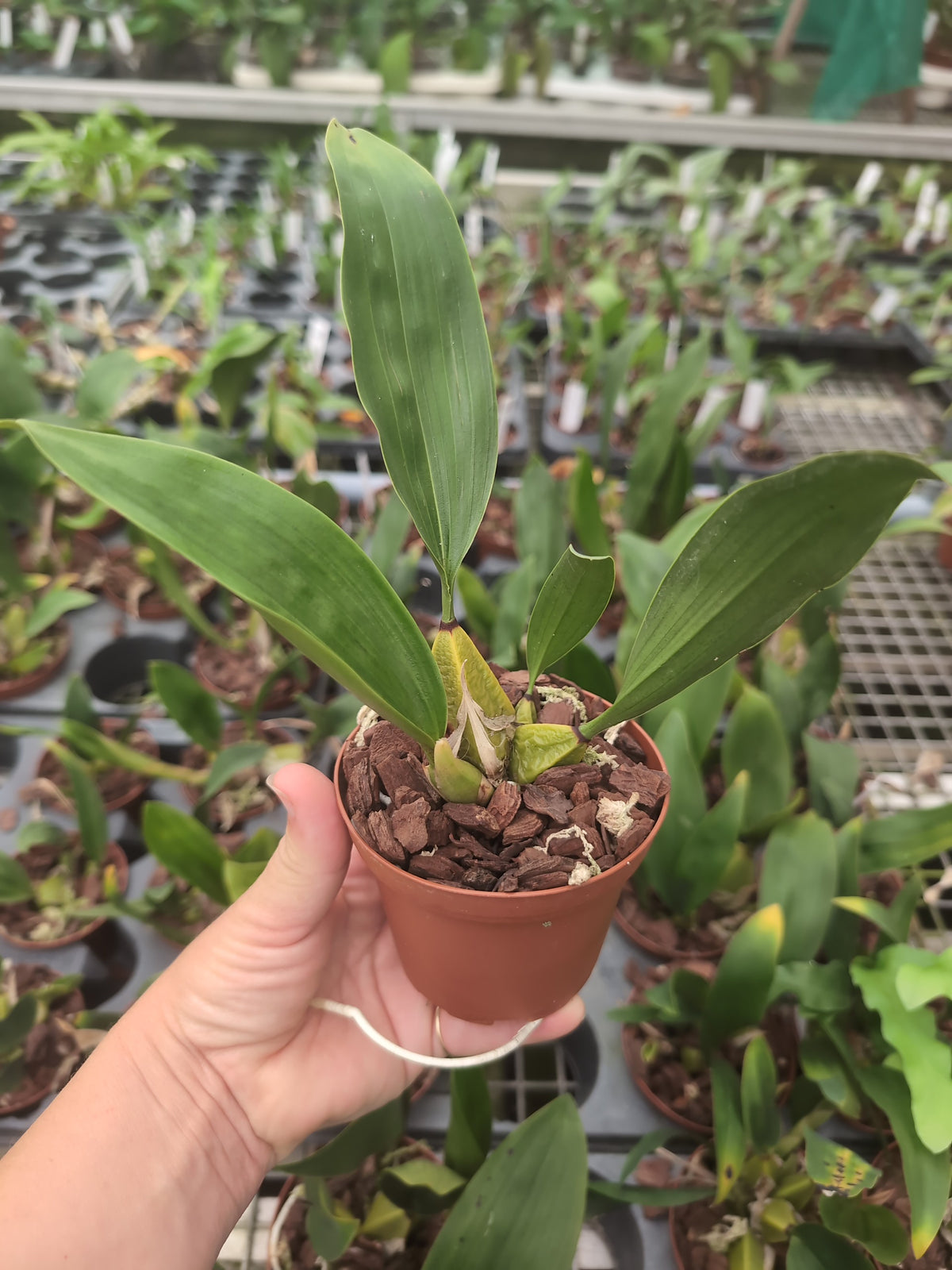 Bifrenaria tyrianthina