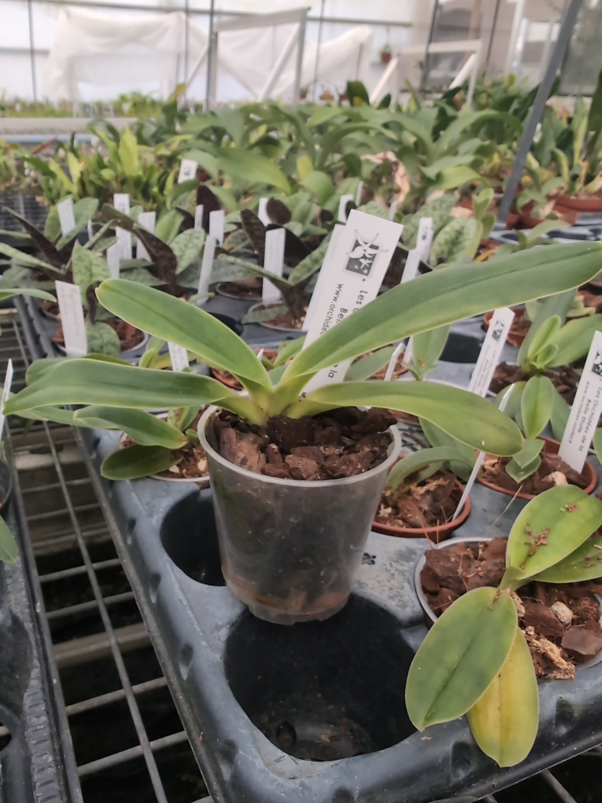 Paphiopedilum tranlienianum