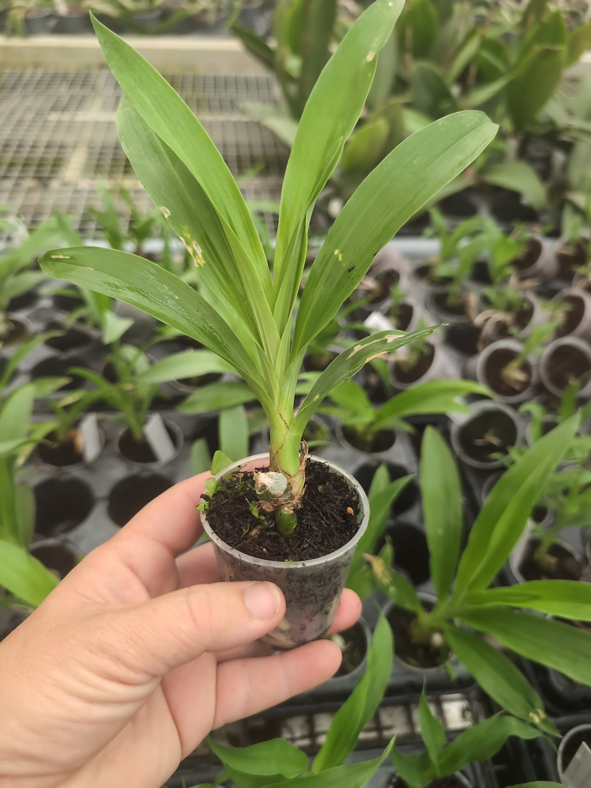 Mormodes Exotic Treat SVO x Aftermath SVO Nuclear Fallout
