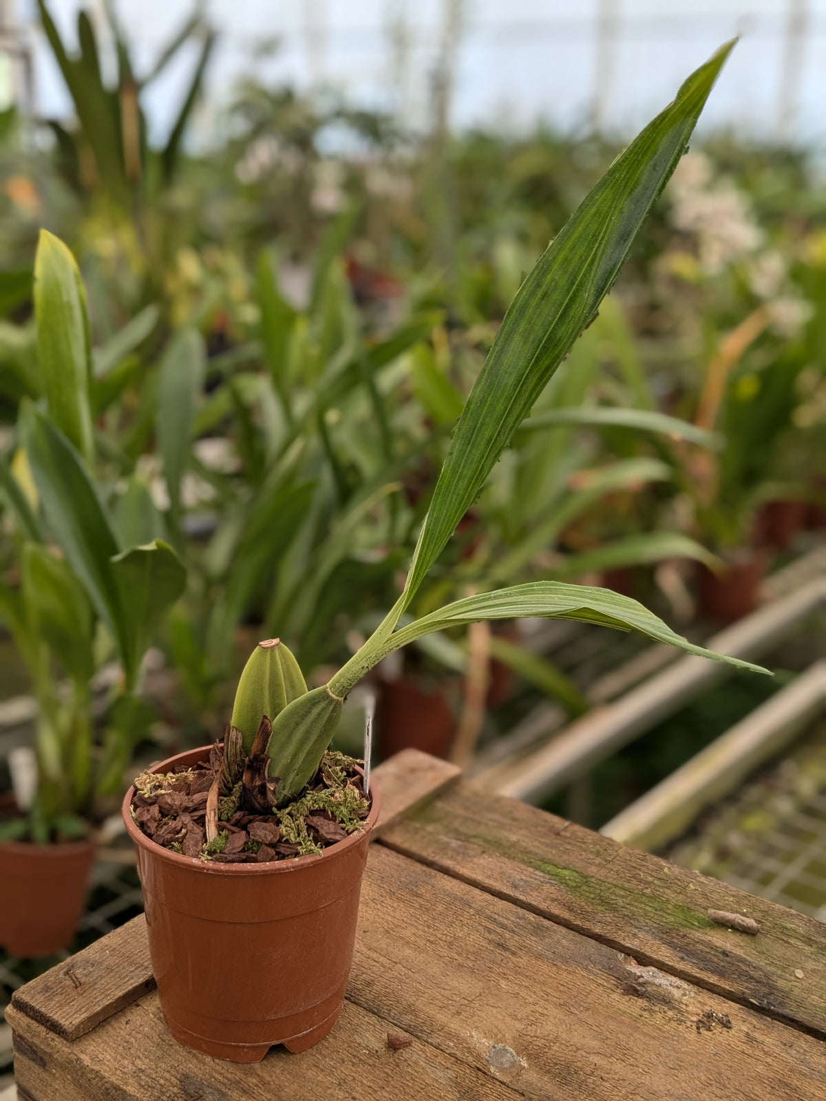 Lycaste (Ida) nana