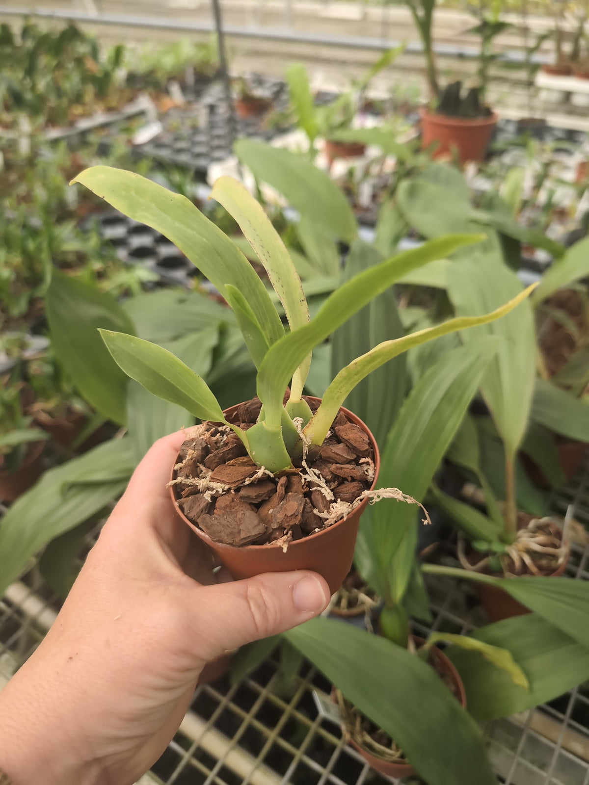 Rhynchostele cordata (syn. Lemboglossum cordatum)