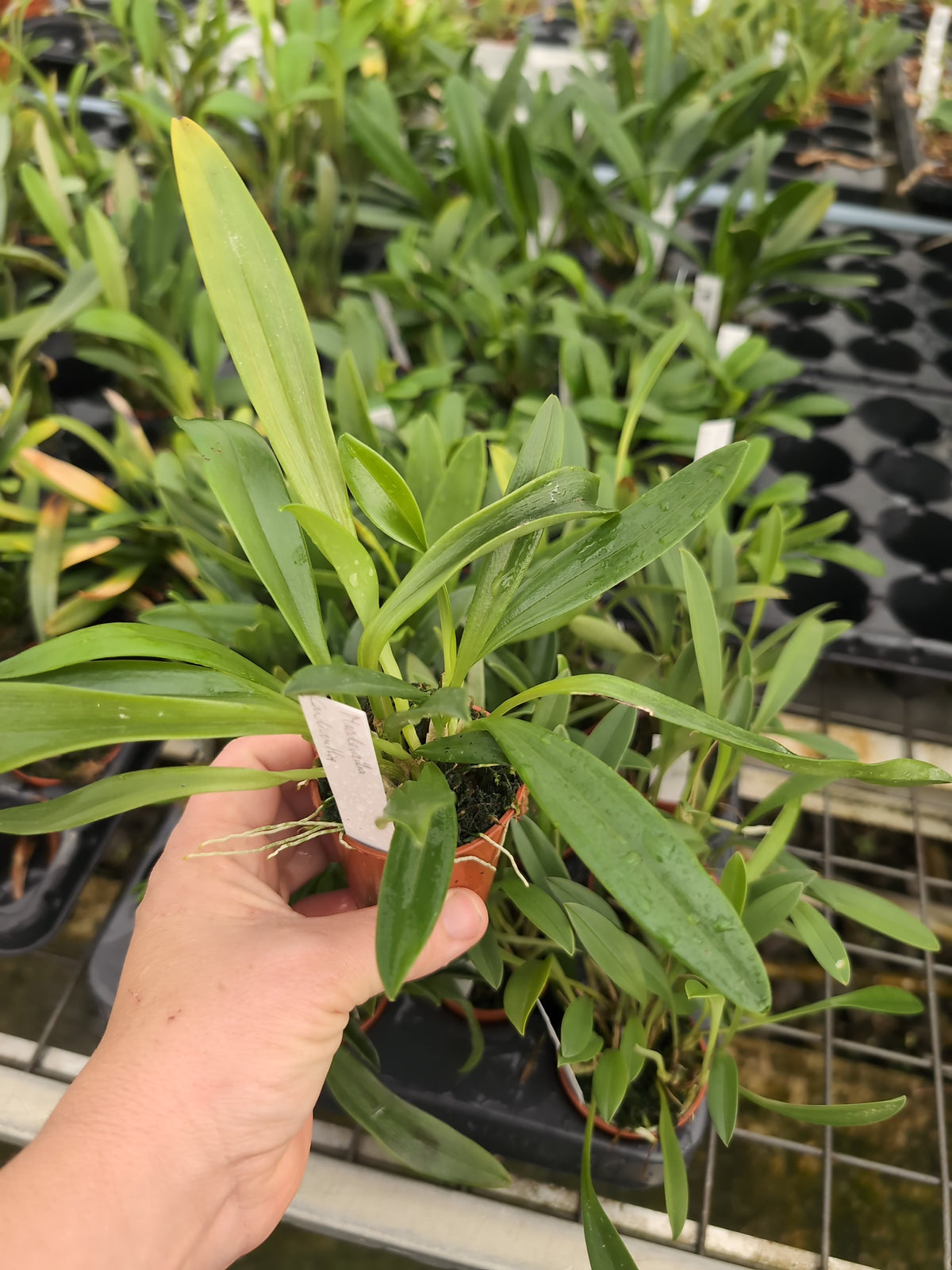 Masdevallia cardiantha