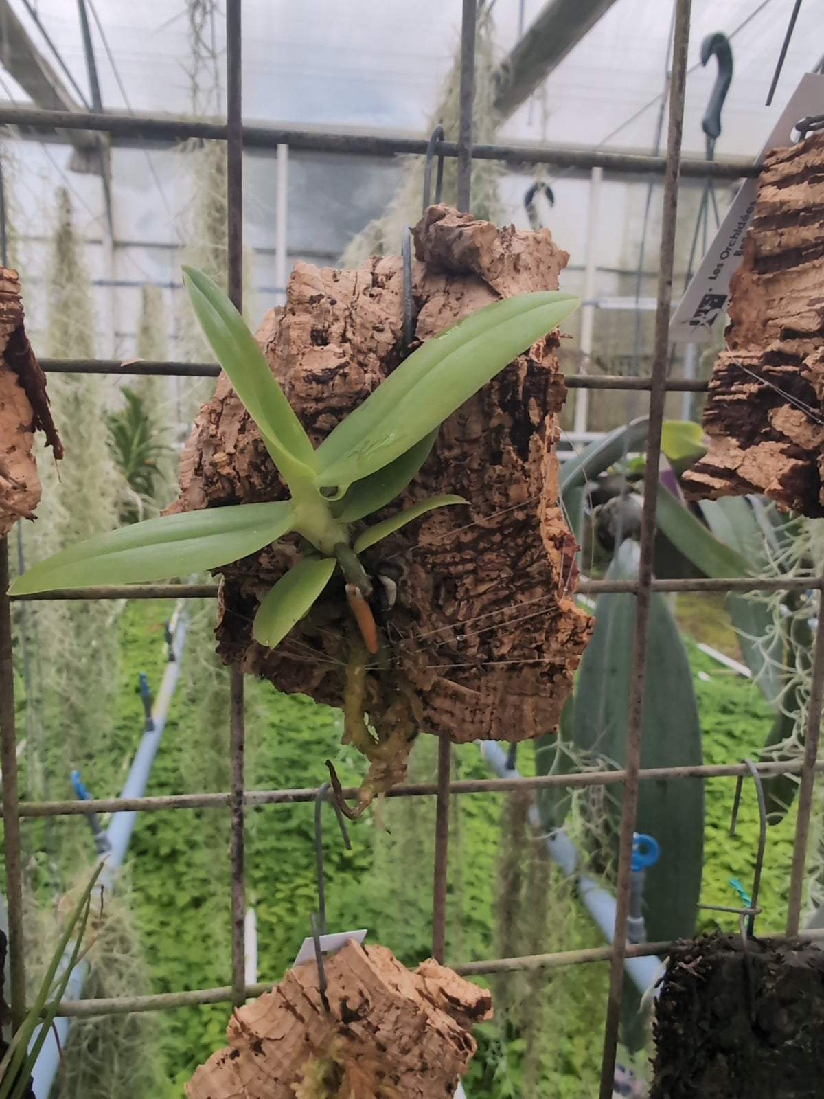 Aerangis cryptodon