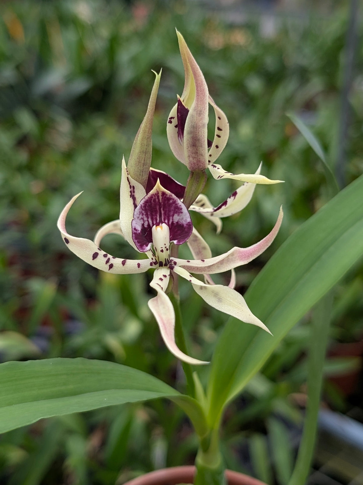 Prostechea Elfin (cochleata x prismatocarpa)