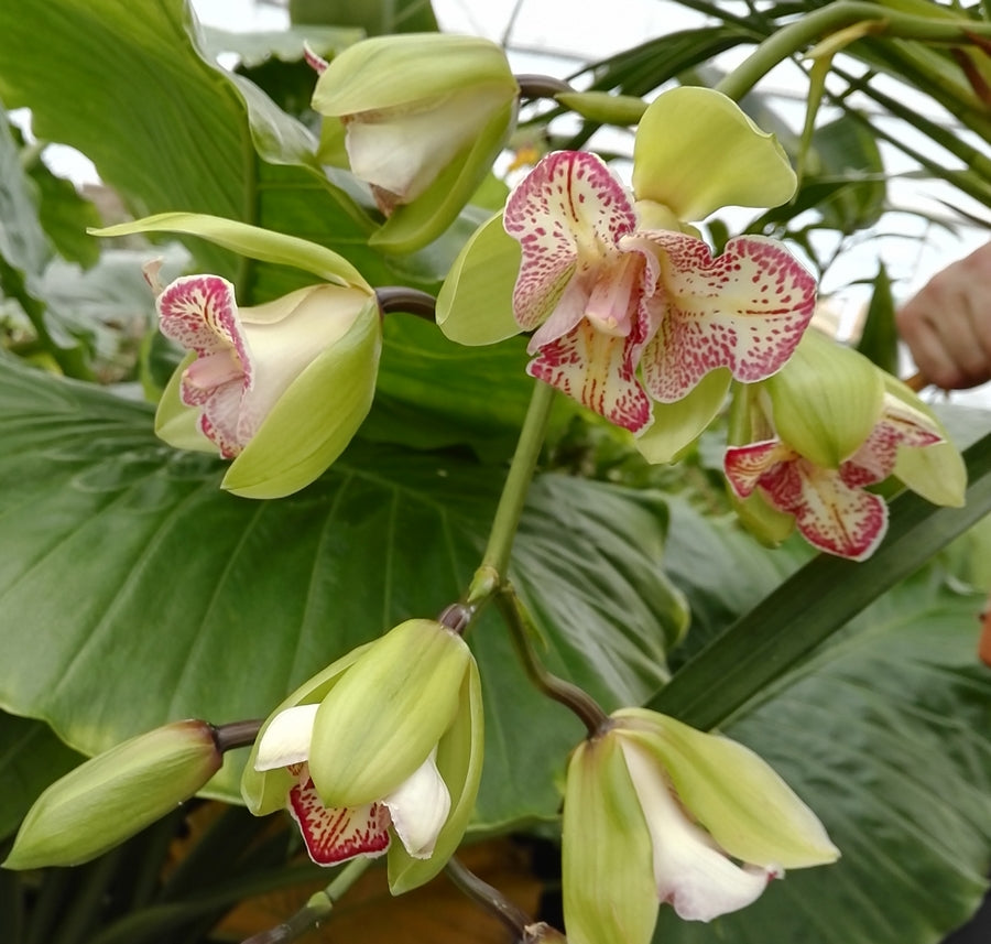 Cultiver les orchidées Cymbidium