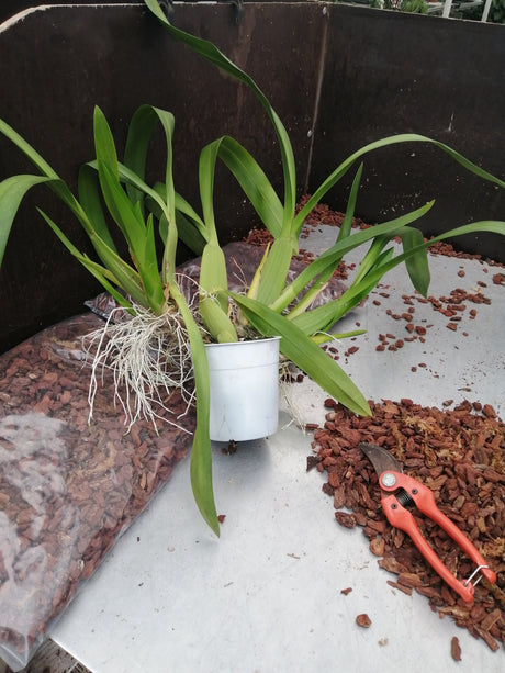Rempotage d'une orchidée à pseudobulbles