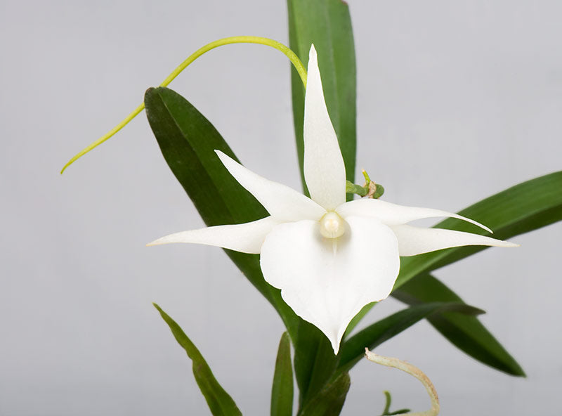 Angraecum et alliés