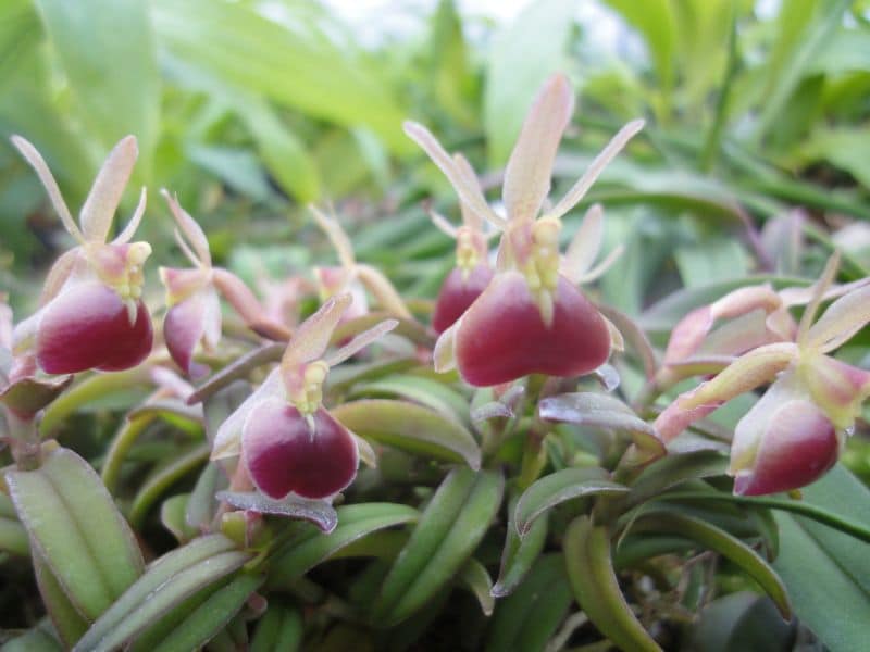 Epidendrum