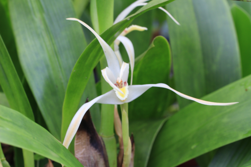Maxillaria carolii