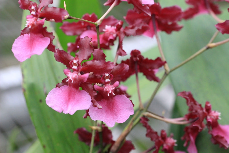 Orchidées parfumées