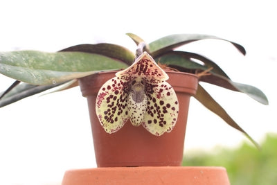 Paphiopedilum, Phragmipedium et alliés
