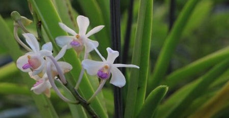 Vanda lilaciana