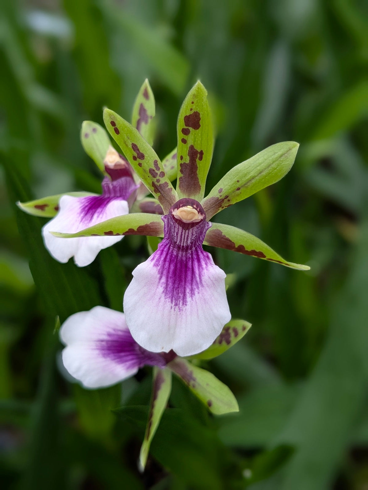 Zygopetalum et alliés