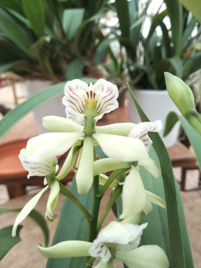Fleus d'Encyclia radiata
