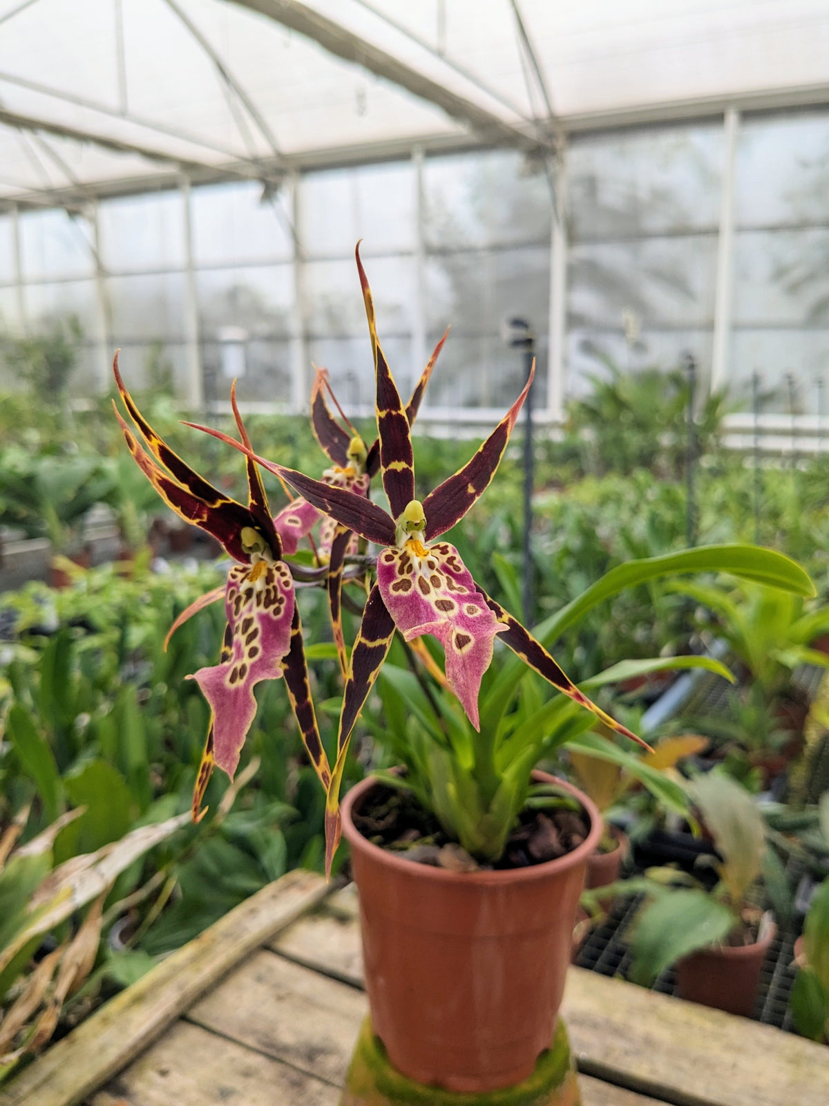 Miltassia Shelob Tolkien en fleur