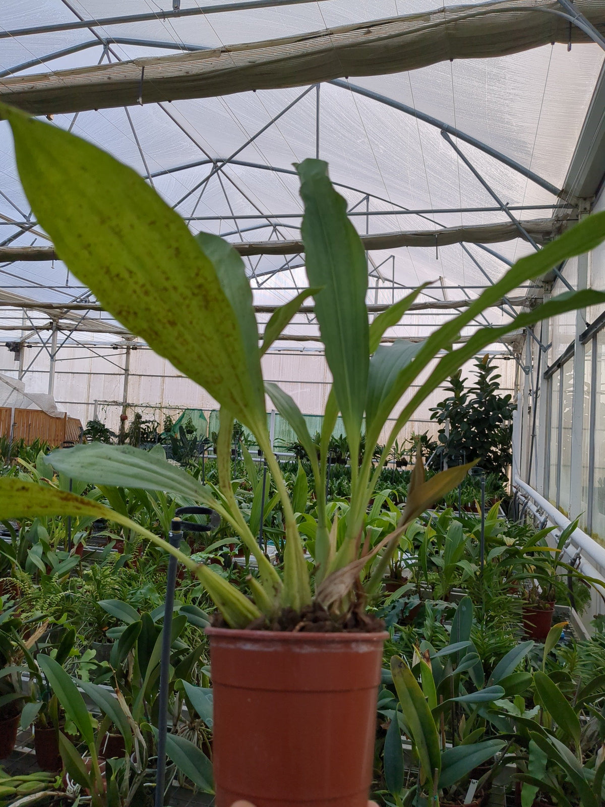 Coelogyne tomentosa