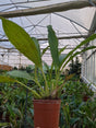 Coelogyne tomentosa