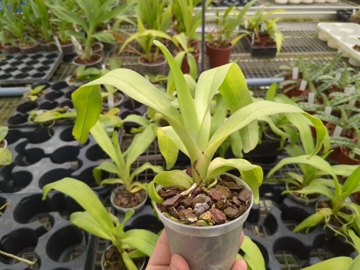 Angraecum eburneum