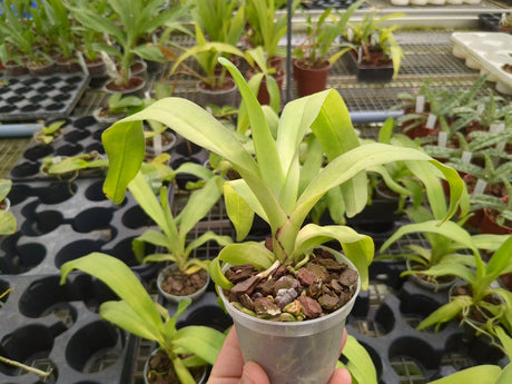 Angraecum eburneum