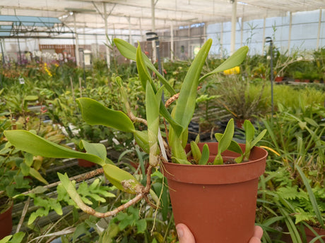 Bulbophyllum scaberulum