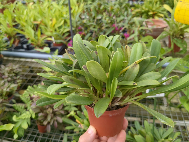 Orchidée Masdevallia rolfeana