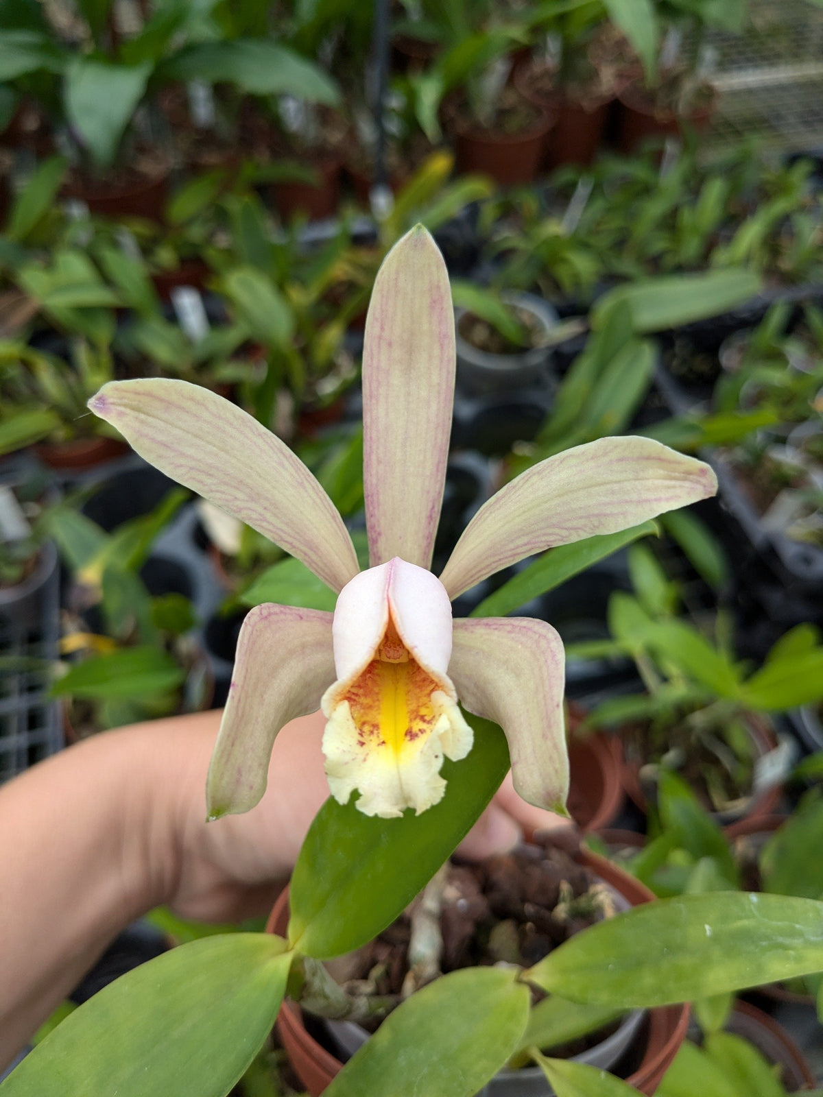 Cattleya forbesii