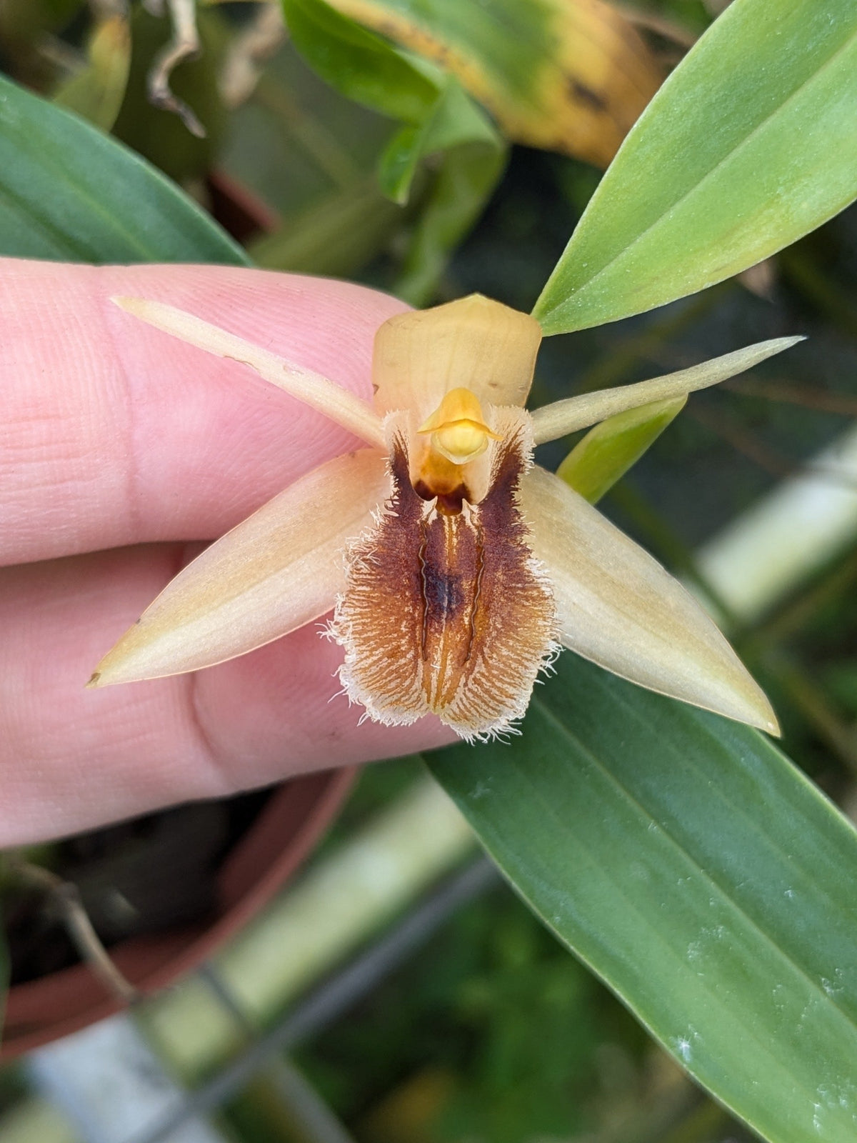 Coelogyne fuliginosa