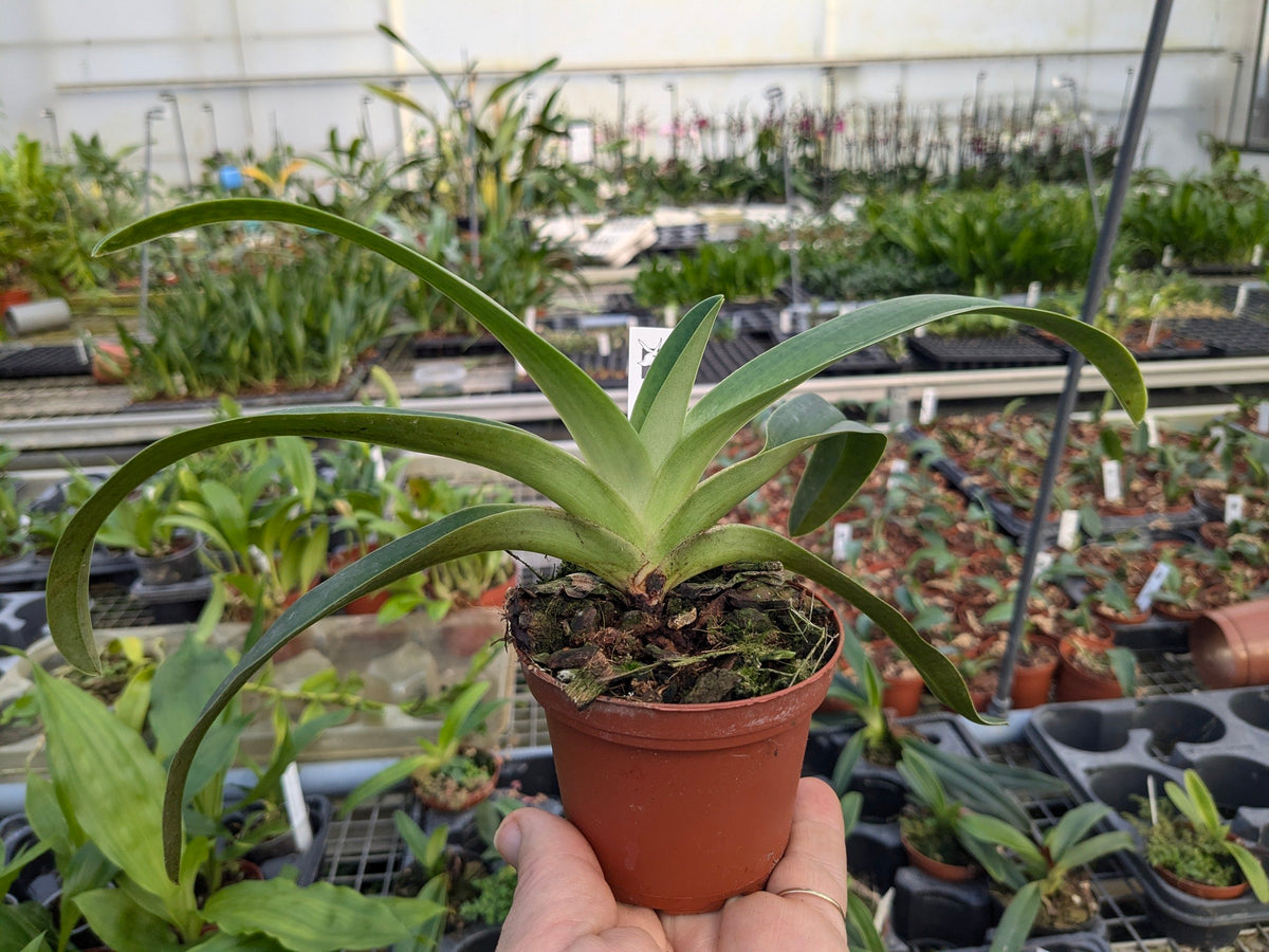 Paphiopedilum Shireen (glaucophyllum x philippinense)