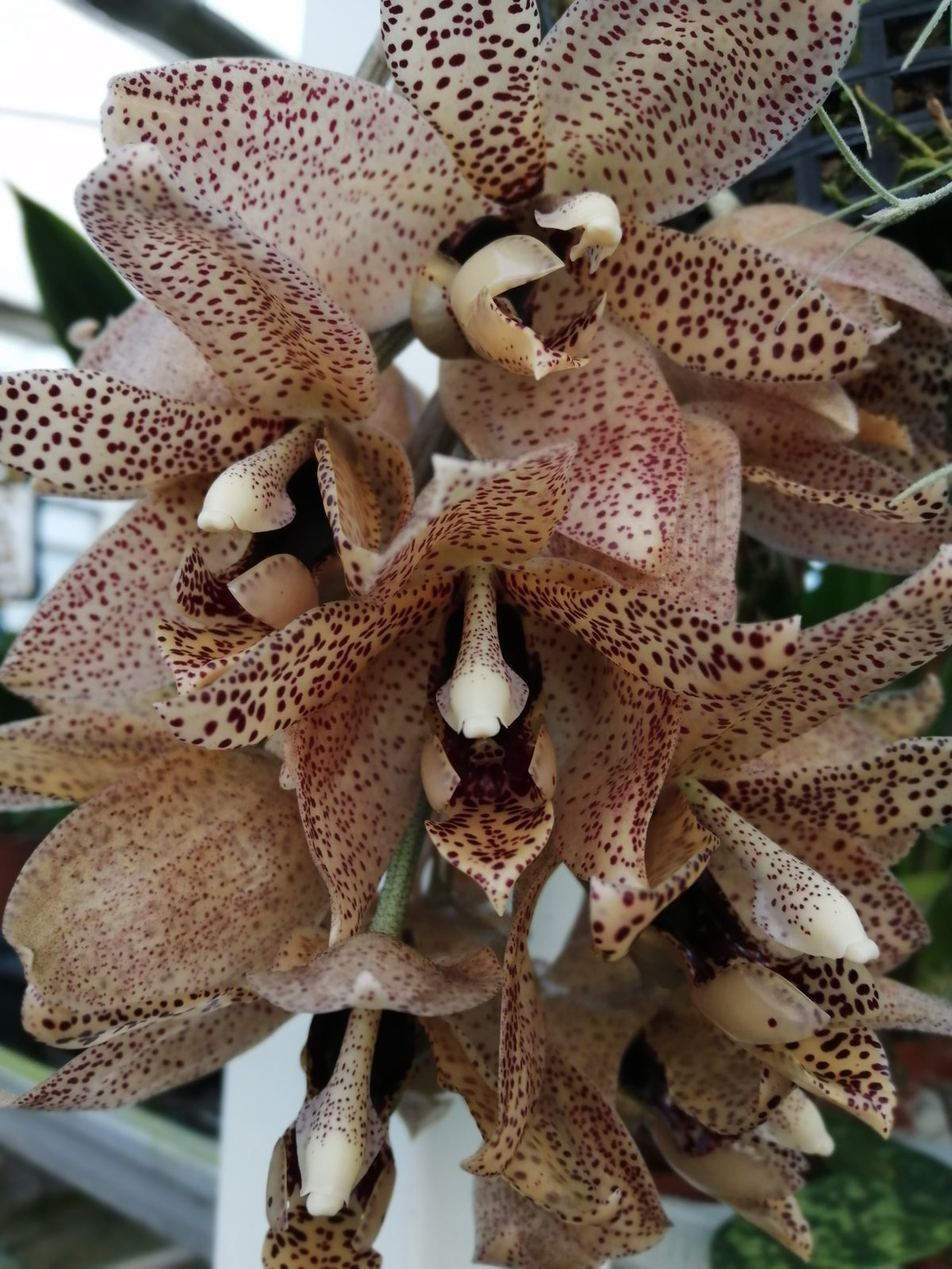 Stanhopea guttulata x Acineta superba