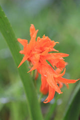 Ada aurantiaca fleurs orange/rouge