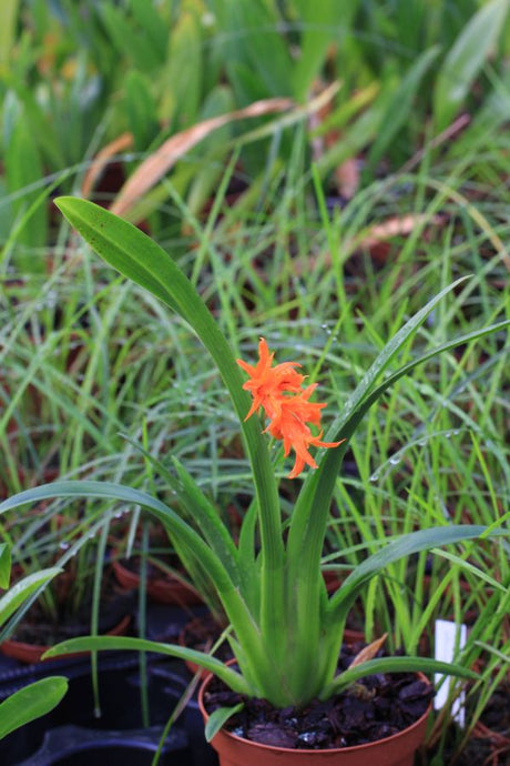 Ada aurantiaca