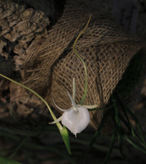 Angraecum scottianum