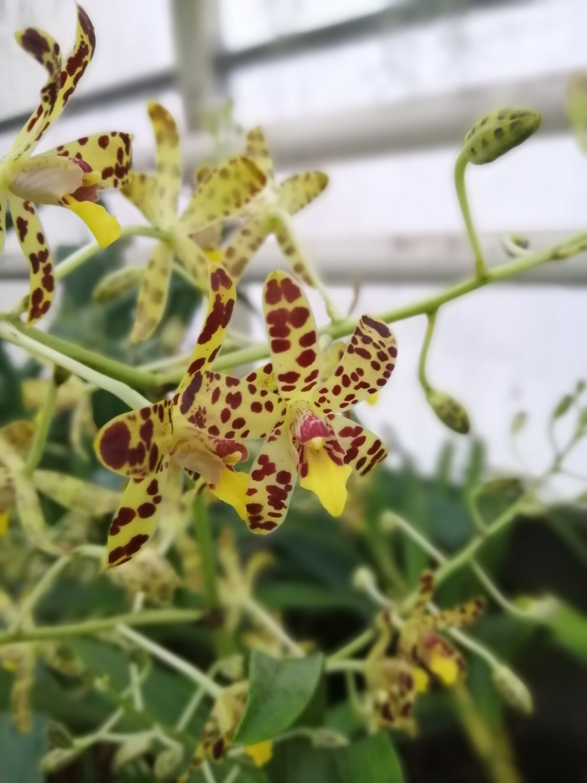Ansellia africana