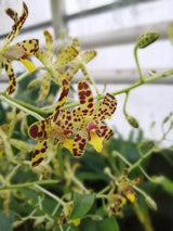 Ansellia africana