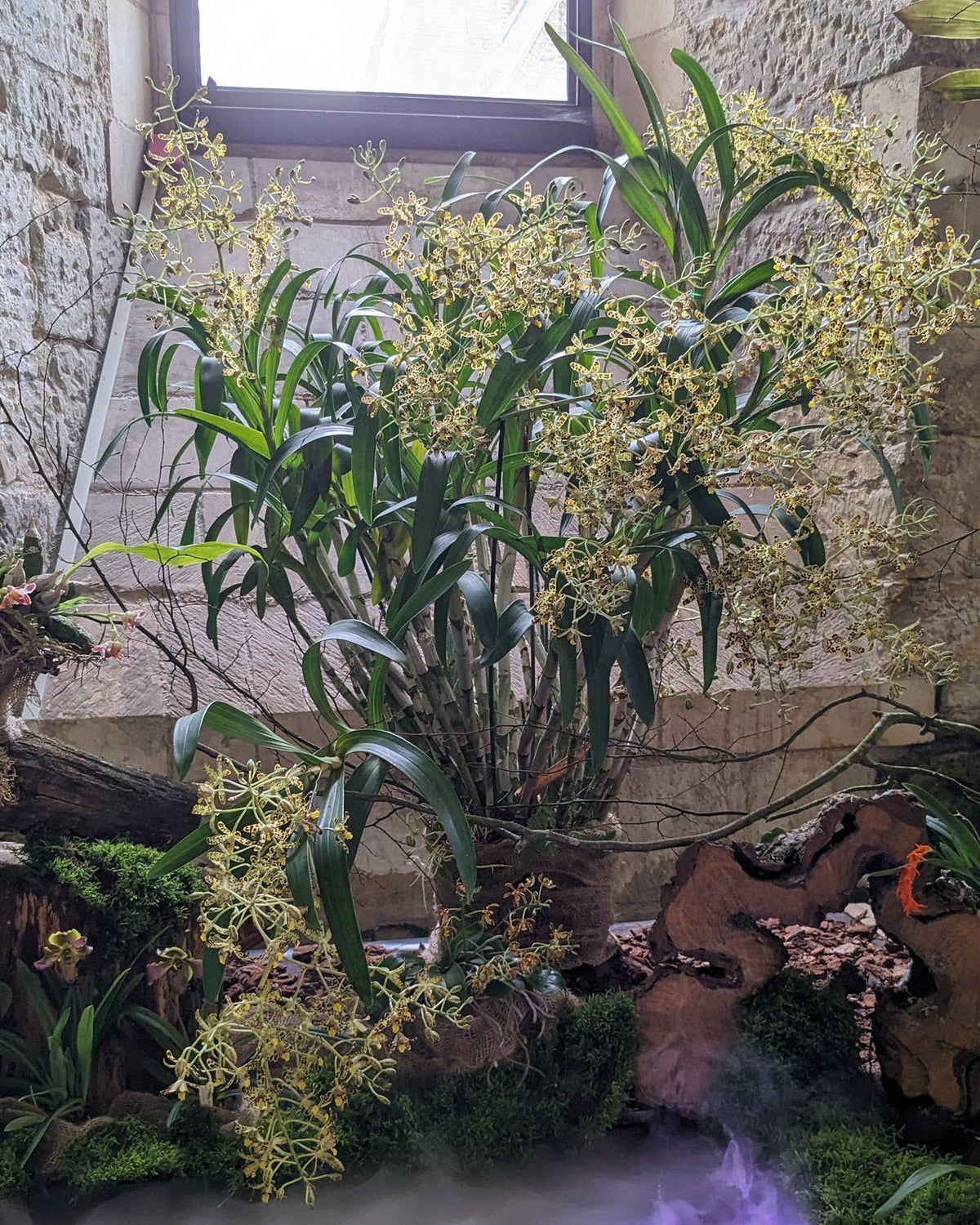 Ansellia africana
