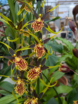 Brascidostele Gilded Tower 'Mystic Maze'