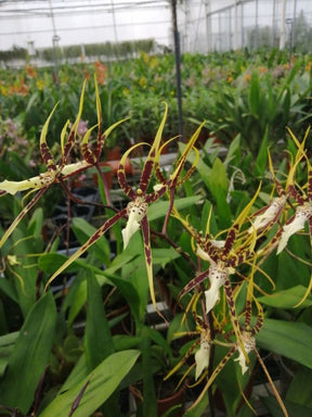 Brassia Toscana