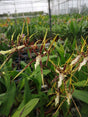 Brassia Toscana