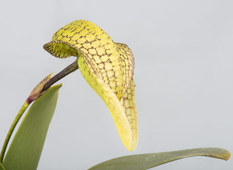 Bulbophyllum arfakianum x bufordiense
