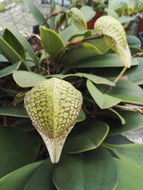 Bulbophyllum arfakianum x bufordiense