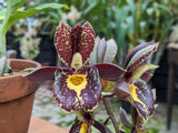 Catasetum Gerhard Leiste