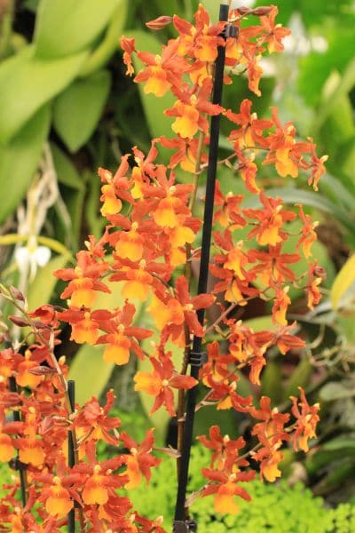 Odontocidium Catatante